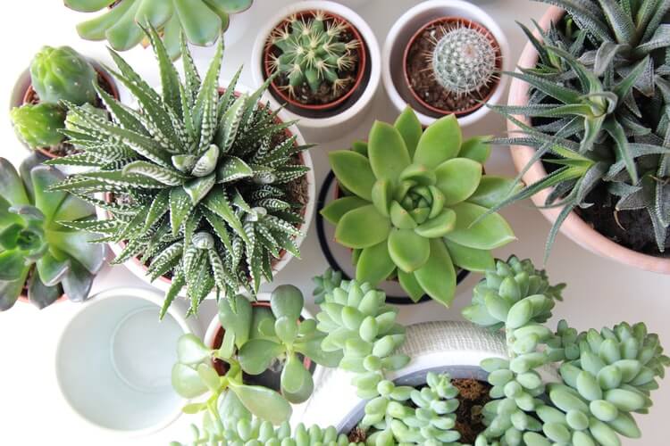 Why Having Succulents is Best for Office Spaces? Happho